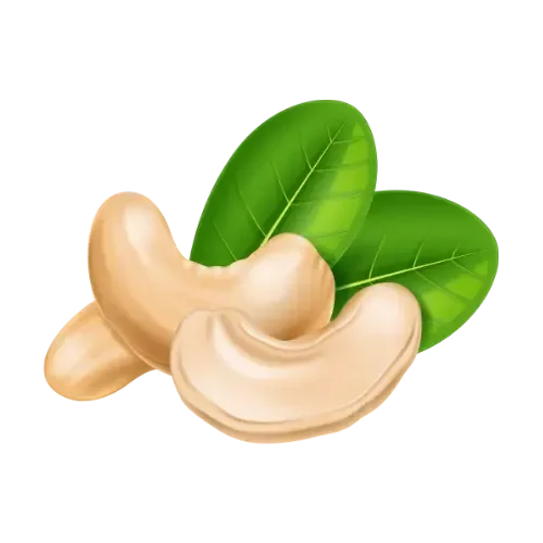 Cashew