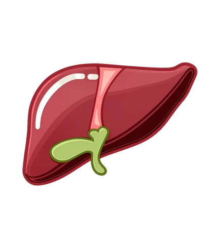 Fatty Liver Combo by Zam Zam Nuts – Premium Nuts & Dry Fruits for Daily Liver Wellness
