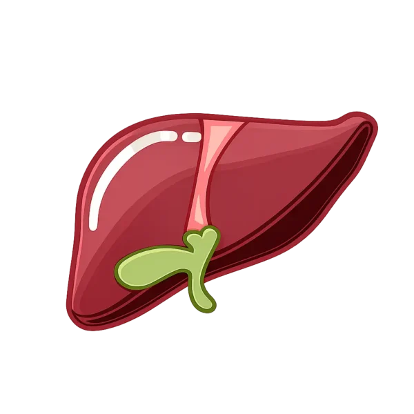 Fatty Liver Combo by Zam Zam Nuts – Premium Nuts & Dry Fruits for Daily Liver Wellness